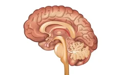 癫痫病的饮食要点和注意事项