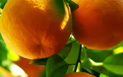 预防冠心病吃什么食物最好？冬季吃橘子可以预防冠心病吗？