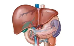 不同类型脂肪肝的发病原因