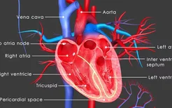 高血压为什么会引起心律异常？