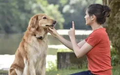 养宠物狗狗 狗狗项圈的使用方法与选购原则