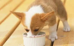 狗狗们挑食厌食的原因 避免狗挑食的解决方法