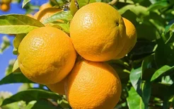 女性月经期间可以吃橘子吗,女性月经期间吃橘子有什么好处