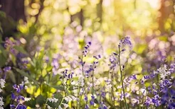 室内花卉装饰的基本方法