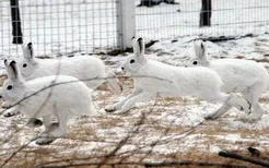 雪兔冬季的毛色特征-雪兔的外观