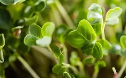 多肉植物多久浇一次水合适？多肉植物浇水注意事项