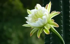 龙骨花的养殖方法-龙骨花在家居中的作用