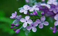 丁香花的介绍-丁香花对家居环境的影响