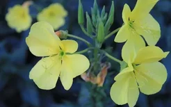 夜来香的介绍-夜来香花对家居环境的影响