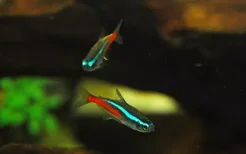霓虹灯的简介-霓虹灯鱼如何繁殖？