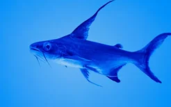 成吉思汗鱼的品种介绍-成吉思汗鱼的鱼缸摆放位置
