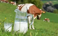 牛奶有妙用 教你用牛奶的新奇用法