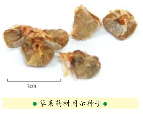 祛湿健脾大良方：化湿药